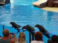 Teneriffa, Puerto de la Cruz, Loro Park &ndash; &copy; Ria Heilmann (Eberhardt TRAVEL)