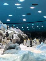 Loro Parque &ndash; &copy; Marcus Kühn (Eberhardt TRAVEL)