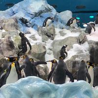Loro Parque &ndash; &copy; Marcus Kühn (Eberhardt TRAVEL)