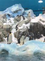 Loro Parque &ndash; &copy; Marcus Kühn (Eberhardt TRAVEL)