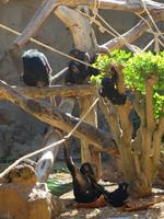 Loro Parque &ndash; &copy; Marcus Kühn (Eberhardt TRAVEL)
