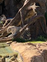 Loro Parque &ndash; &copy; Marcus Kühn (Eberhardt TRAVEL)