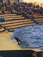 Loro Parque &ndash; &copy; Marcus Kühn (Eberhardt TRAVEL)