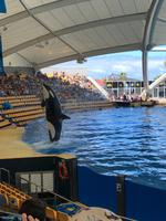 Loro Parque &ndash; &copy; Marcus Kühn (Eberhardt TRAVEL)