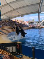 Loro Parque &ndash; &copy; Marcus Kühn (Eberhardt TRAVEL)