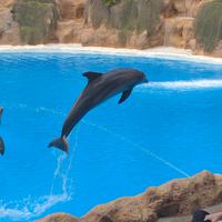 Loro Parque &ndash; &copy; Marcus Kühn (Eberhardt TRAVEL)