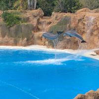 Loro Parque &ndash; &copy; Marcus Kühn (Eberhardt TRAVEL)