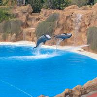 Loro Parque &ndash; &copy; Marcus Kühn (Eberhardt TRAVEL)