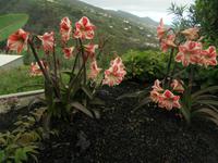 Amaryllis &ndash; &copy; Peggy Pfützner (Eberhardt TRAVEL)