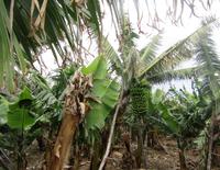 Bananenplantage &ndash; &copy; Peggy Pfützner (Eberhardt TRAVEL)