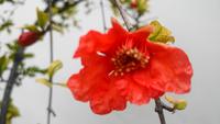 Granatapfelblüte &ndash; &copy; Martina Häselbarth (Eberhardt TRAVEL)