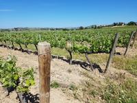 089_Weingut &ndash; &copy; Jörg Nesse (Eberhardt TRAVEL)