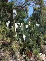 riesige Kakteen &ndash; &copy; Petra Hady (Eberhardt TRAVEL)