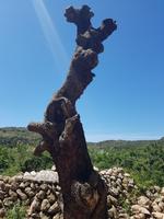 uralter Baum &ndash; &copy; Petra Hady (Eberhardt TRAVEL)