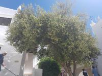 Olivenbaum &ndash; &copy; Petra Hady (Eberhardt TRAVEL)