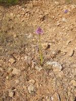 Orchidee &ndash; &copy; Petra Hady (Eberhardt TRAVEL)