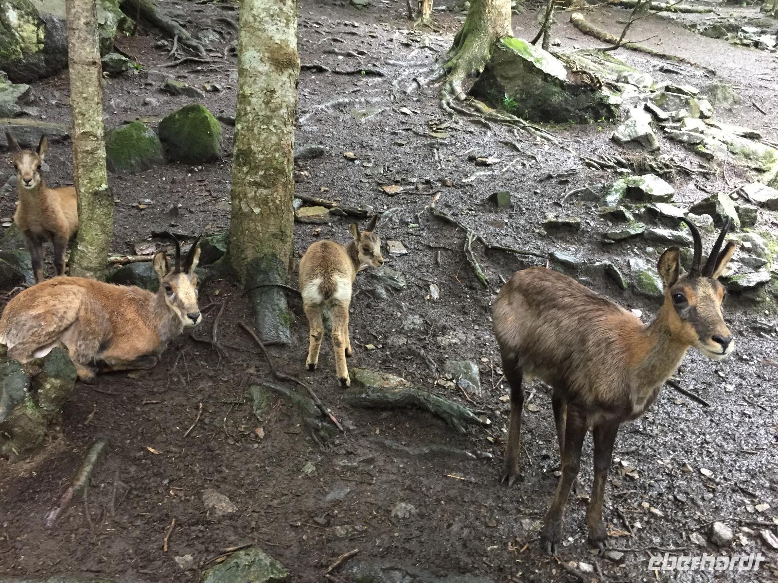 Besuch im Wildgehege Aran Park &ndash; &copy; Sabine C. Seifert (Eberhardt TRAVEL)