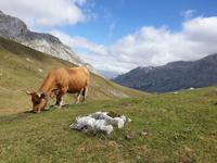 Wanderung im Nationalpark Picos de Europa - den spanischen Alpen (33) &ndash; &copy; Benjamin Rodriguez Manzanares (Eberhardt TRAVEL)