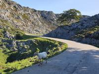 Picos de Europa (4) &ndash; &copy; Benjamin Rodriguez Manzanares (Eberhardt TRAVEL)