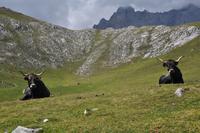 Wanderung im Nationalpark Picos de Europa - den spanischen Alpen (82) &ndash; &copy; Benjamin Rodriguez Manzanares (Eberhardt TRAVEL)