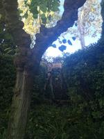 Elefant im Garten &ndash; &copy; Carina Schmidt (Eberhardt TRAVEL)