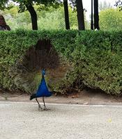 Ein Pfau &ndash; &copy; Ksenia Parfenova (Eberhardt TRAVEL)