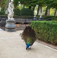 Ein Pfau &ndash; &copy; Ksenia Parfenova (Eberhardt TRAVEL)