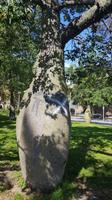 Baumwollbaum &ndash; &copy; Ksenia Parfenova (Eberhardt TRAVEL)
