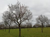 Mandelbäume &ndash; &copy; Martina Pötschke (Eberhardt TRAVEL)