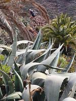Barranco de Guarimiar &ndash; &copy; Detlef May (Eberhardt TRAVEL)