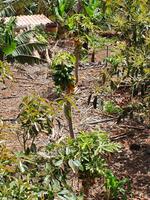 Agulo - Papaya