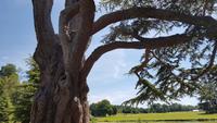 20170707_130019 Leeds Castle &ndash; &copy; Marlies Thrum (Eberhardt TRAVEL)