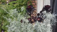 20170707_151012 Sissinghurst &ndash; &copy; Marlies Thrum (Eberhardt TRAVEL)