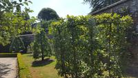 20170709_124437 West Dean Gardens &ndash; &copy; Marlies Thrum (Eberhardt TRAVEL)