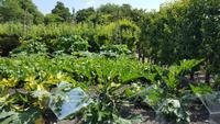 20170709_125619 West Dean Gardens &ndash; &copy; Marlies Thrum (Eberhardt TRAVEL)