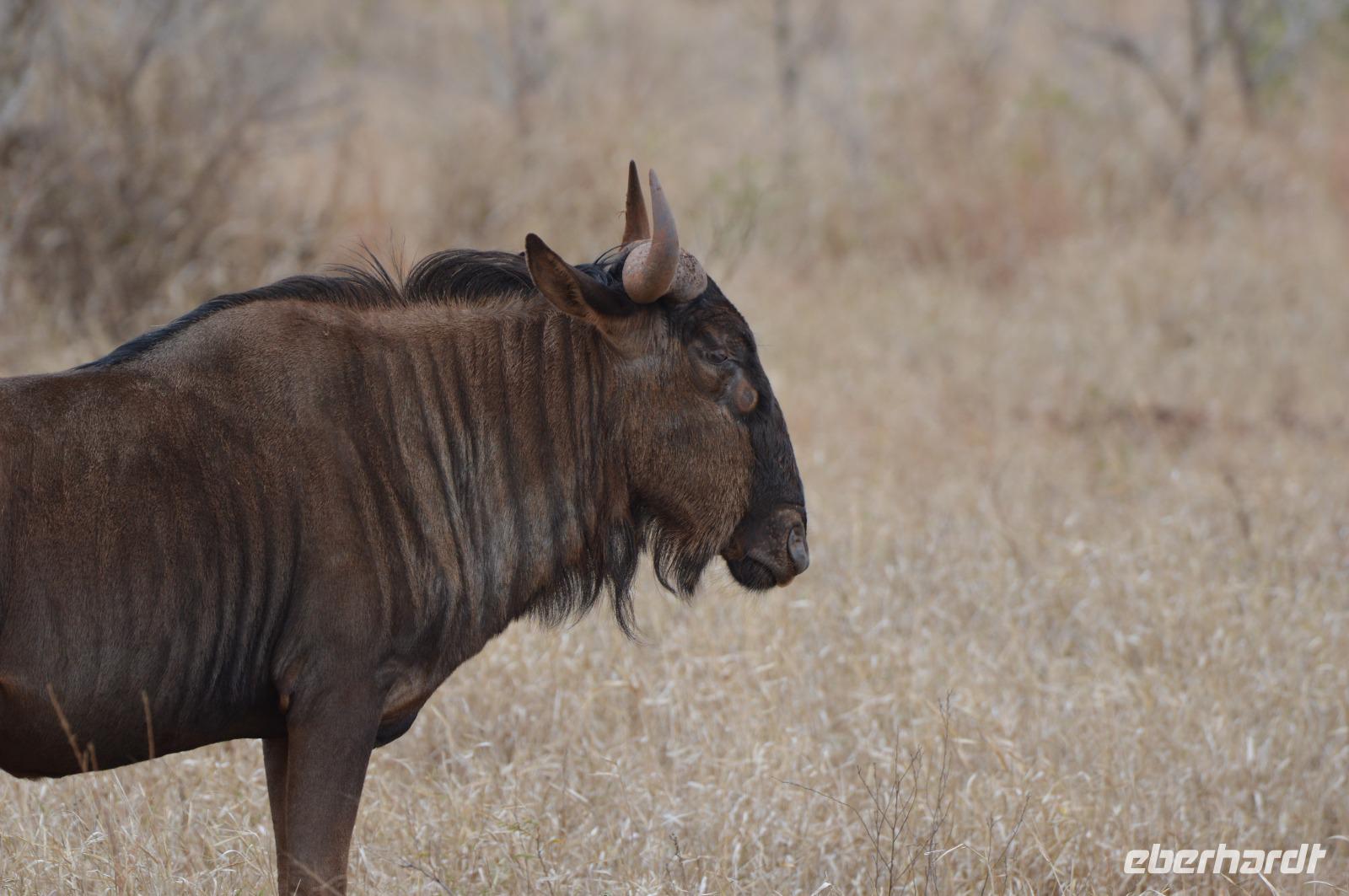Gnu Bulle &ndash; &copy; Hubert Lücker (Eberhardt TRAVEL)