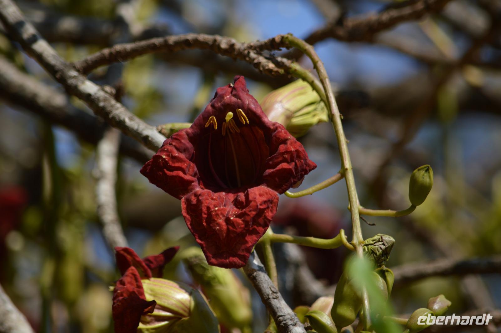 Leberwurstbaum Blüte &ndash; &copy; Hubert Lücker (Eberhardt TRAVEL)