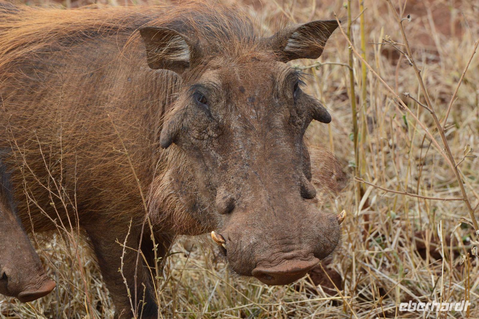 Warzenschwein &ndash; &copy; Hubert Lücker (Eberhardt TRAVEL)