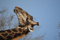 Giraffe &ndash; &copy; Hubert Lücker (Eberhardt TRAVEL)