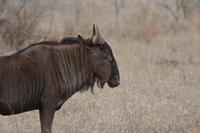 Gnu Bulle &ndash; &copy; Hubert Lücker (Eberhardt TRAVEL)