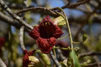 Leberwurstbaum Blüte &ndash; &copy; Hubert Lücker (Eberhardt TRAVEL)