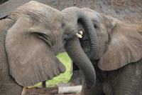 Elefanten im Knysna Elephant Park