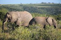 Elefanten im Kariega Game Reserve
