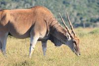 Eland-Antilope im Kariega Game Reserve
