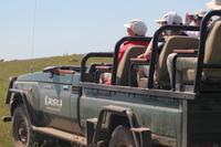 Jeepsafari im Kariega Game Reserve