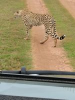 Leopard &ndash; &copy; Anette Rietz (Eberhardt TRAVEL)