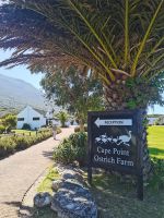 Cape Point Straußenfarm &ndash; &copy; Anette Rietz (Eberhardt TRAVEL)