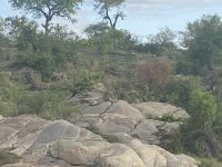 letzte Safari und es gibt ihn doch &ndash; &copy; Falk Rätzer (Eberhardt TRAVEL)