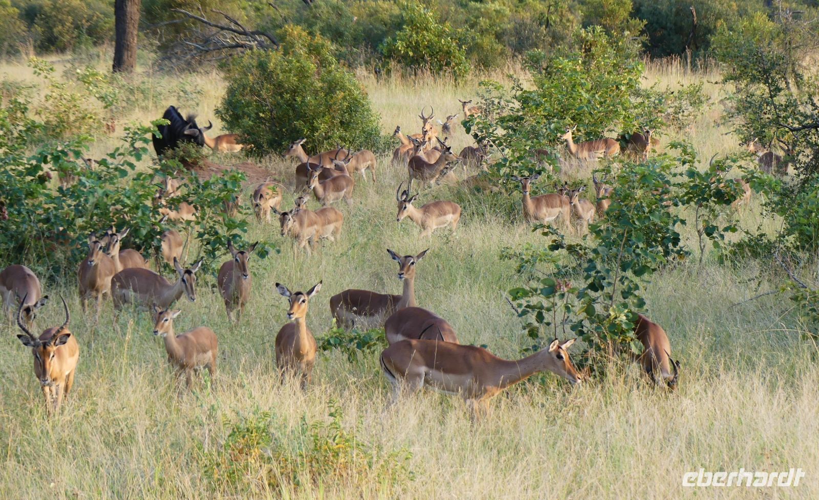 Südafrika -Kruger Nationalpark - Safari - Impalas &ndash; &copy; Annett Müller (Eberhardt TRAVEL)
