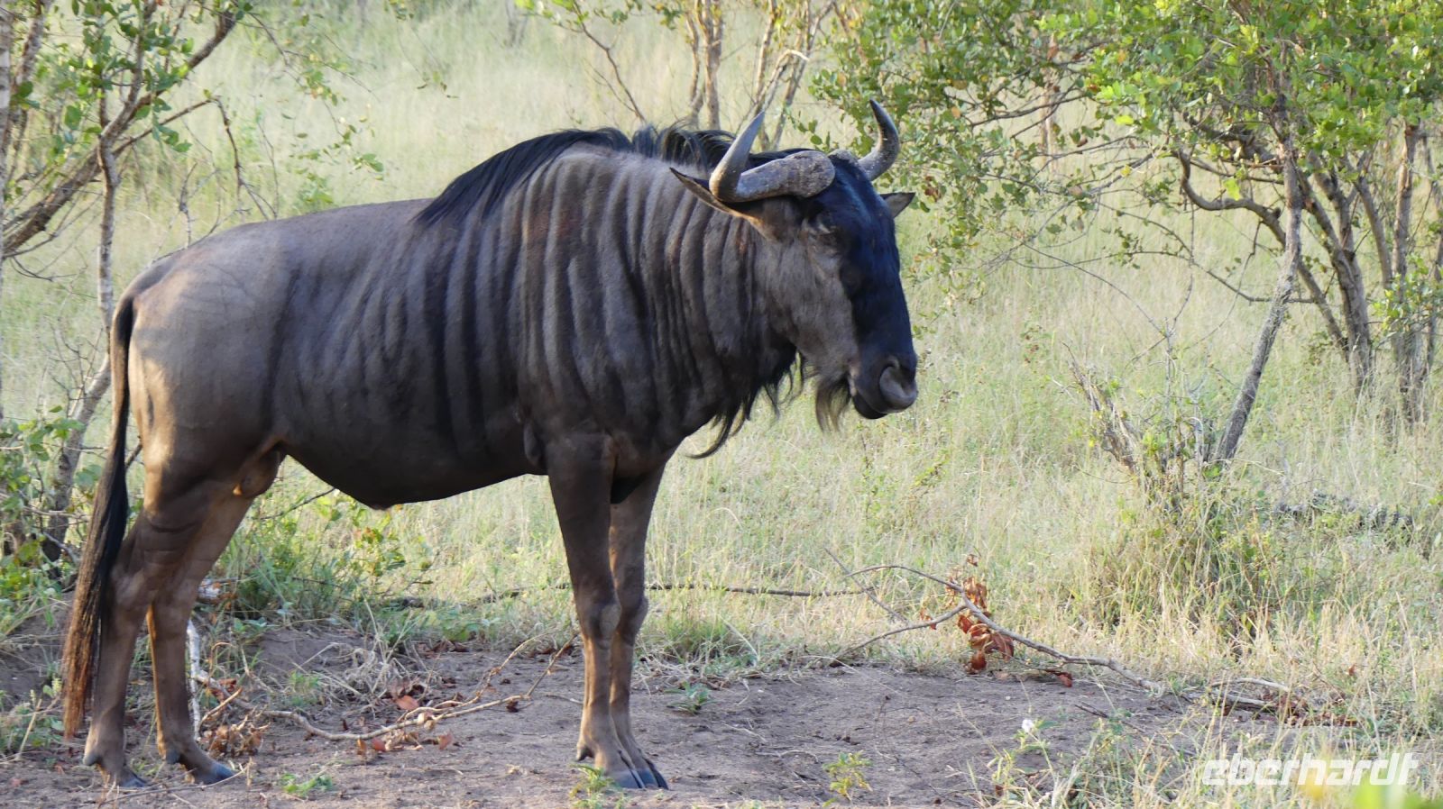 Südafrika -Kruger Nationalpark - Safari - Streifengnu &ndash; &copy; Annett Müller (Eberhardt TRAVEL)